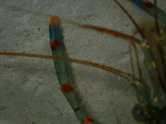 Palaemon affinis
