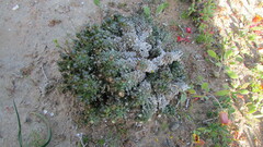 Euphorbia caput-medusae
