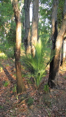 Macrozamia fraseri
