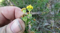 Euryops multifidus