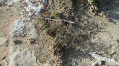 Limonium acuminatum