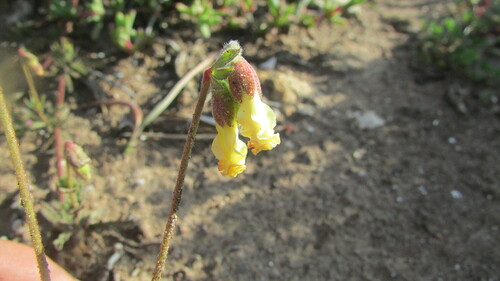 Image of Hermannia litoralis by (c) James Deacon, some rights reserved (CC BY-SA)