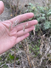 Bromus japonicus