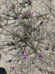 Polygala garcinii