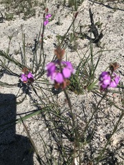 Polygala garcinii