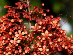 Clerodendrum paniculatum