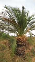 Macrozamia fraseri
