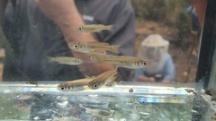 Pseudomugil signifer