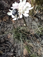 Pseudoselago gracilis