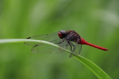 Orthetrum chrysis