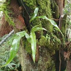 Microsorum pustulatum