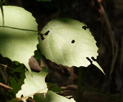 Commersonia bartramia