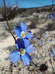 Heliophila acuminata