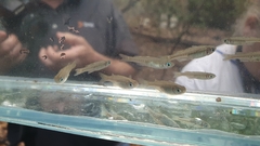 Pseudomugil signifer