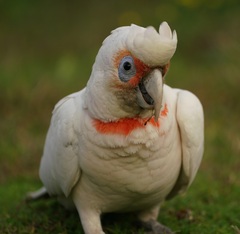 Cacatua tenuirostris