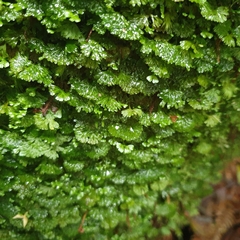Hymenophyton flabellatum