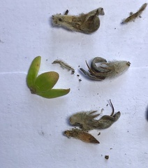 Aspalathus marginata