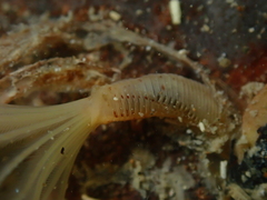 Sabellidae