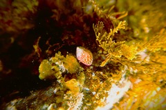 Prothalotia pulcherrima