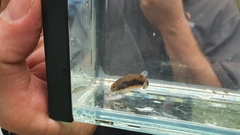 Dichotomyctere erythrotaenia