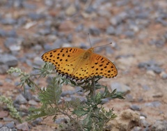 Argynnis hyperbius