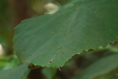 Commersonia bartramia
