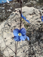 Heliophila acuminata
