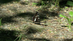 Limenitis populi