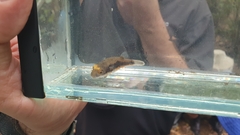 Dichotomyctere erythrotaenia