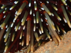 Evechinus chloroticus