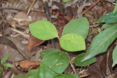 Vincetoxicum hirsutum