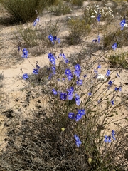 Heliophila acuminata