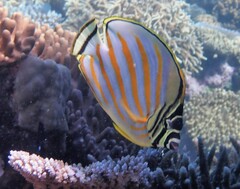 Chaetodon ornatissimus