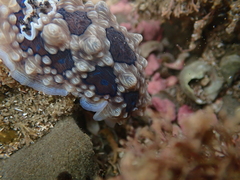 Dendrodoris krusensternii