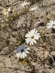Dimorphotheca pluvialis