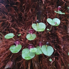 Corybas grumulus