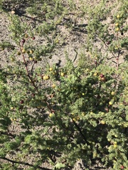 Asparagus rubicundus