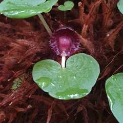 Corybas grumulus
