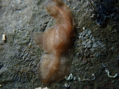 Polycladida