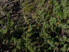 Asparagus rubicundus