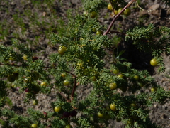 Asparagus rubicundus