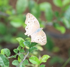 Junonia atlites