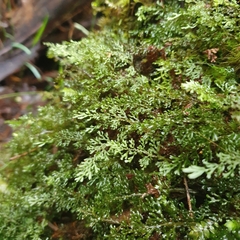 Hymenophyllum australe