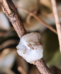 Ceroplastes