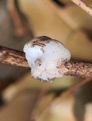 Ceroplastes