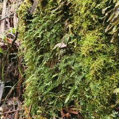 Hymenophyllum australe