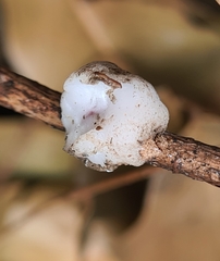 Ceroplastes