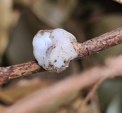 Ceroplastes
