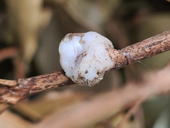 Ceroplastes
