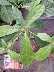 Terminalia calamansanai